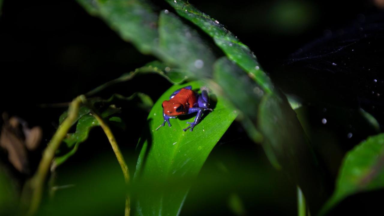 Hotel Rancho Cerro Azul La Fortuna