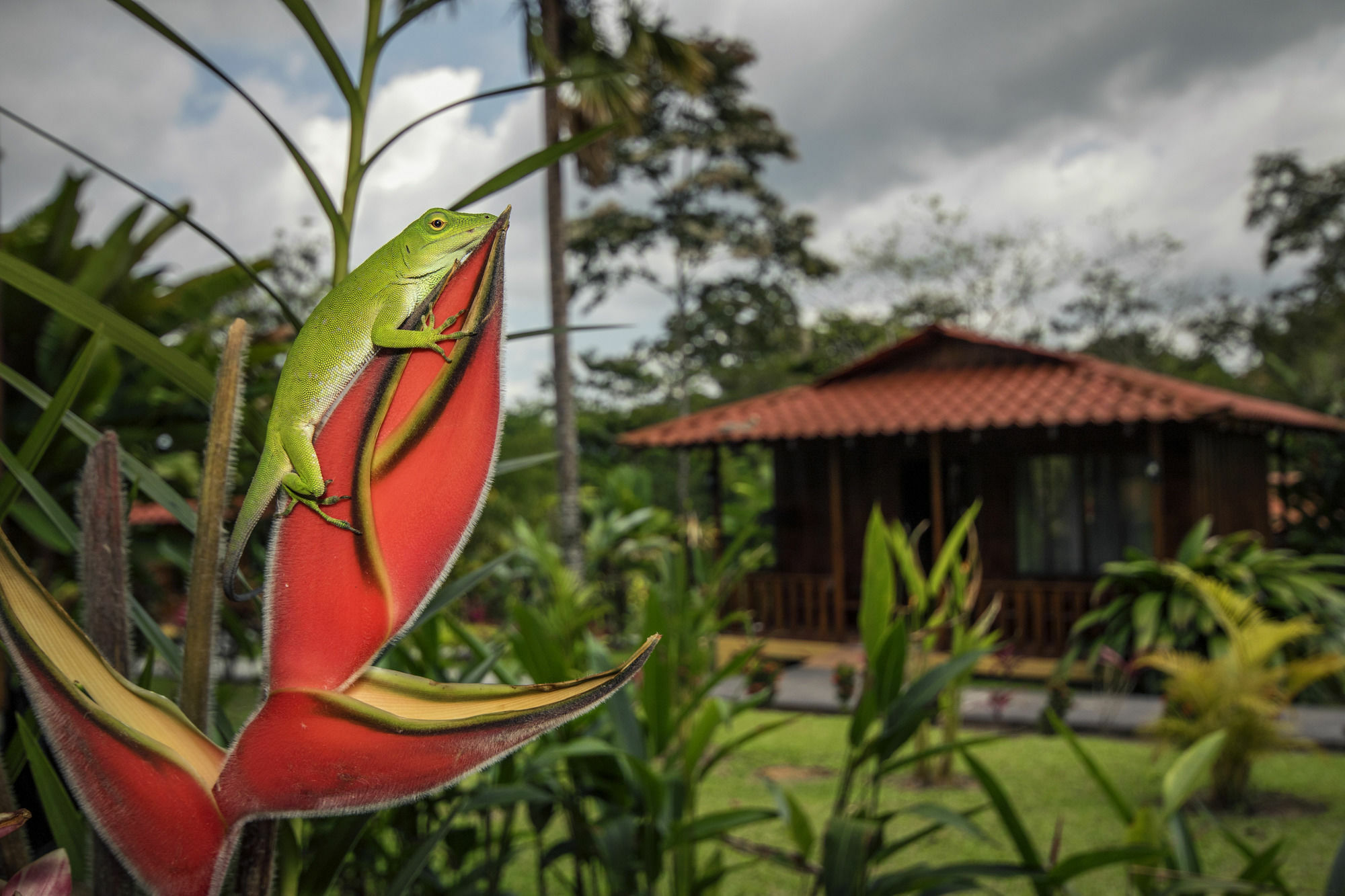 Rancho Cerro Azul Hotel La Fortuna